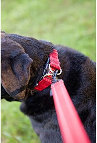 EZYDOG Double Up Dog Collar | PetNestUK