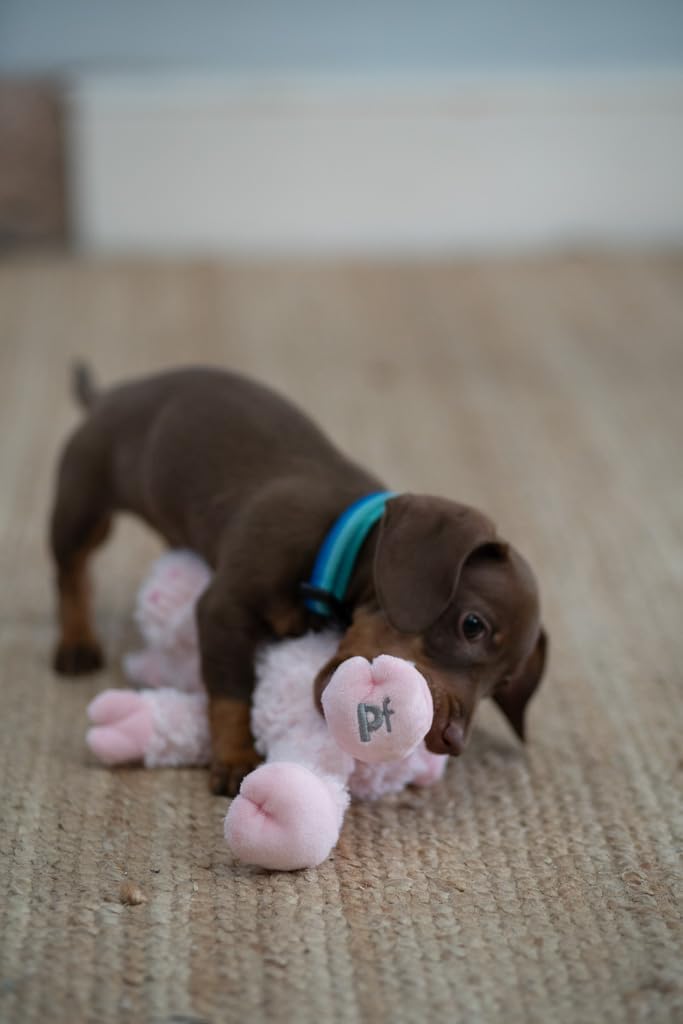 Little Petface Plush Puppy Toys