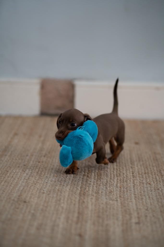 Petface (Little Petface) Freddi Cord, Plush | PetNestUK