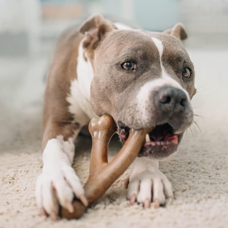 Benebone Dog Chew Toy Multipacks