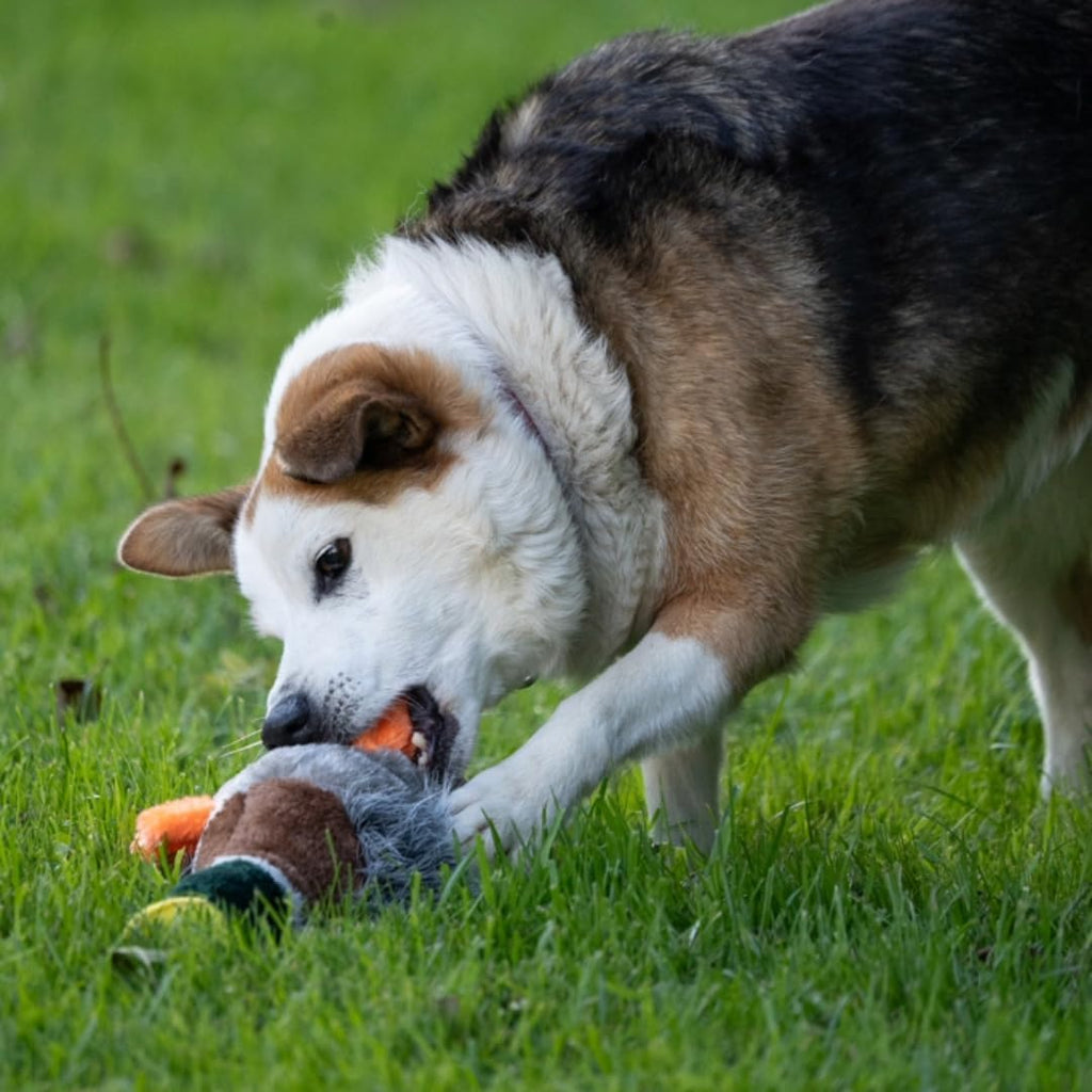 Petface Heston Hedgehog Plush Dog Toy (Pack of | PetNestUK