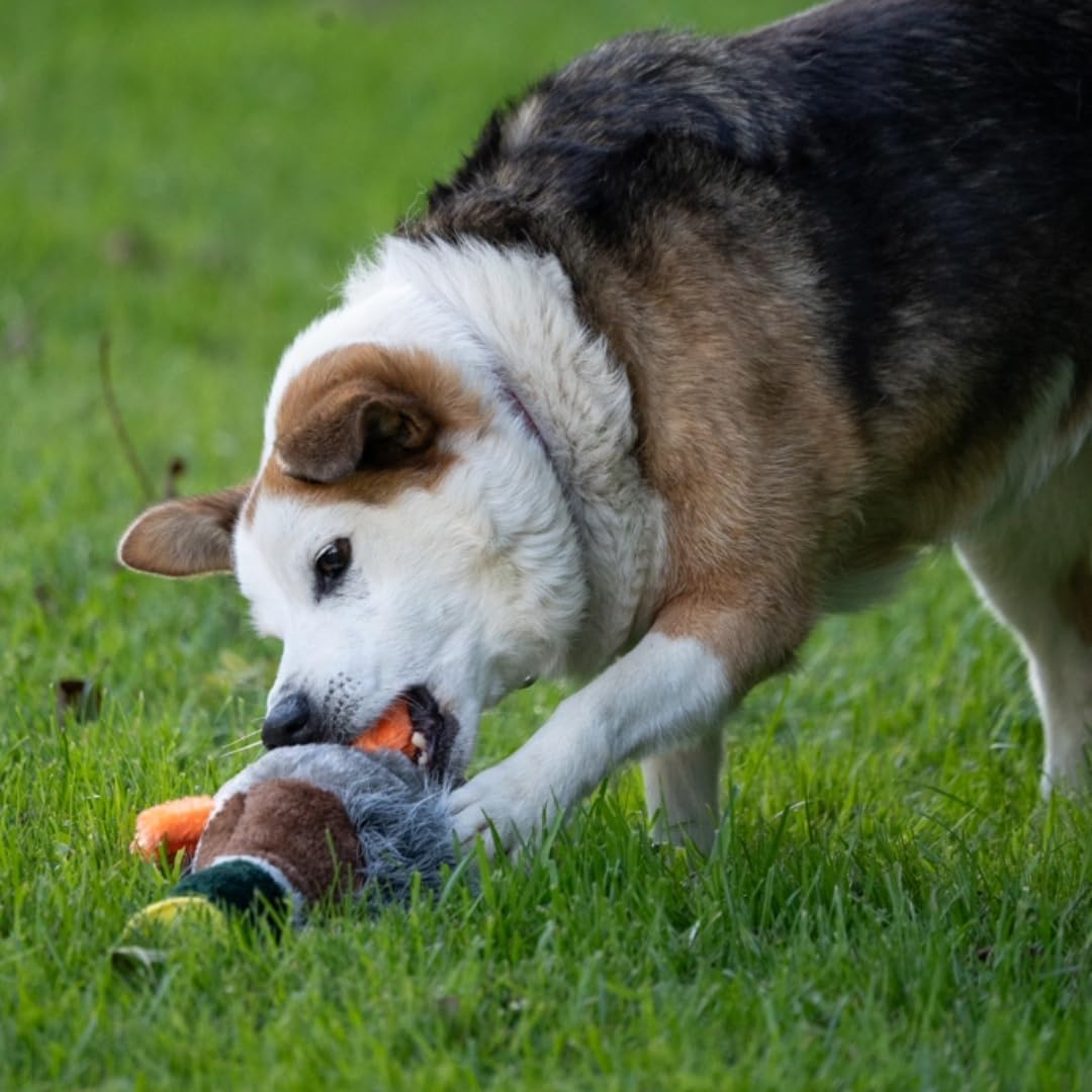 Petface Heston Hedgehog Plush Dog Toy (Pack of | PetNestUK