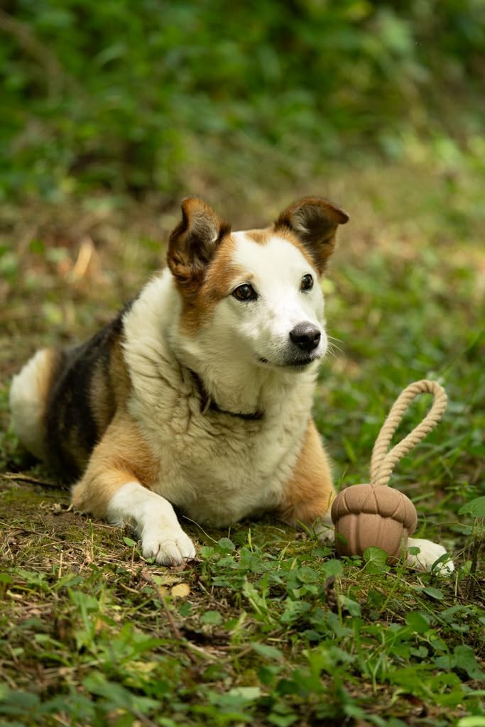 Petface Heston Hedgehog Plush Dog Toy (Pack of | PetNestUK