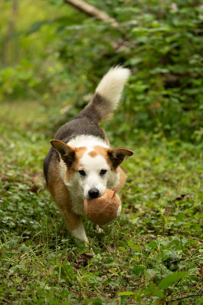 Petface Plush and Squeaky Dog Toys