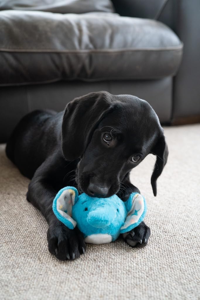 Little Petface Plush Puppy Toys