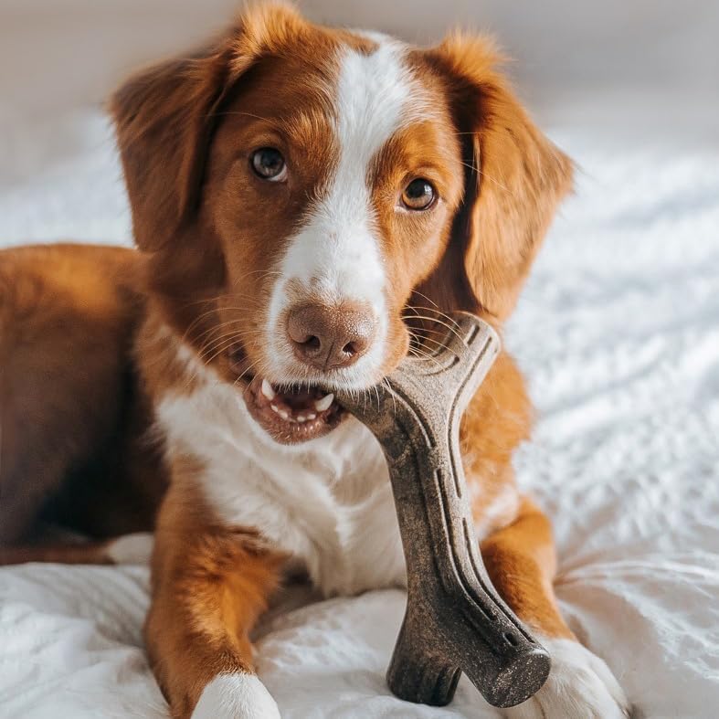 Benebone Dog Chew Toy Multipacks