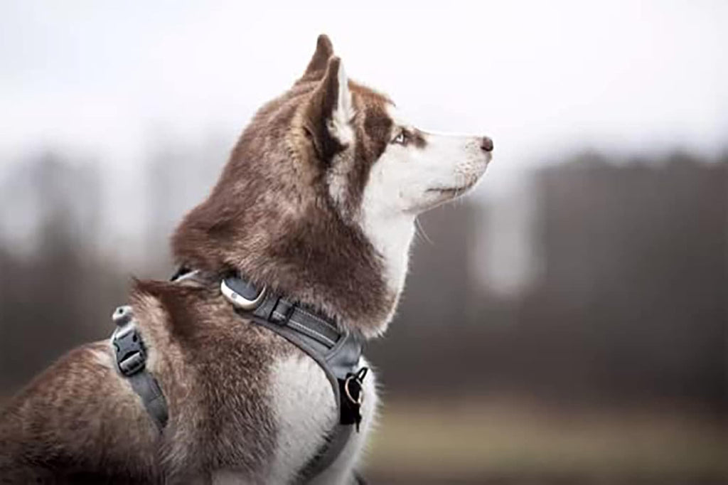 TrueLove Dog Harness TLH5651 No-pull Reflective | PetNestUK