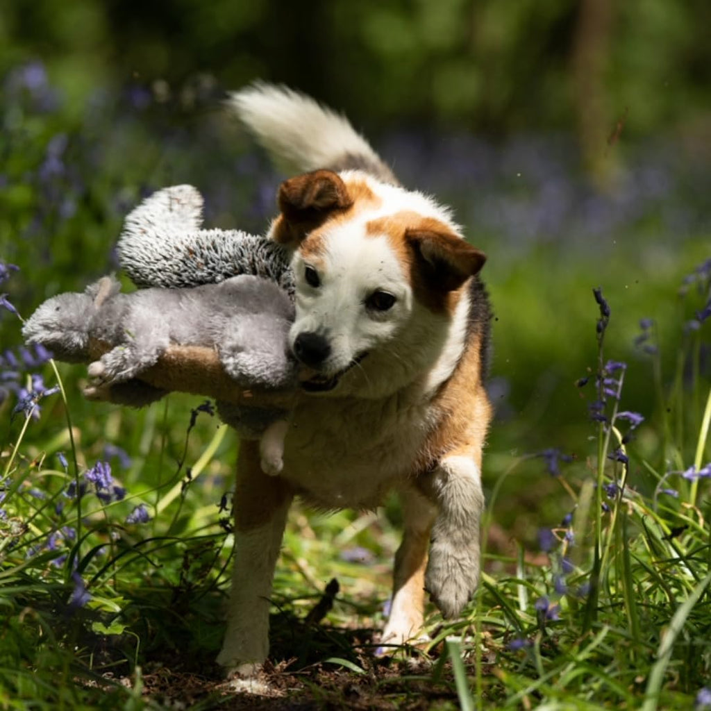 Petface Heston Hedgehog Plush Dog Toy (Pack of | PetNestUK