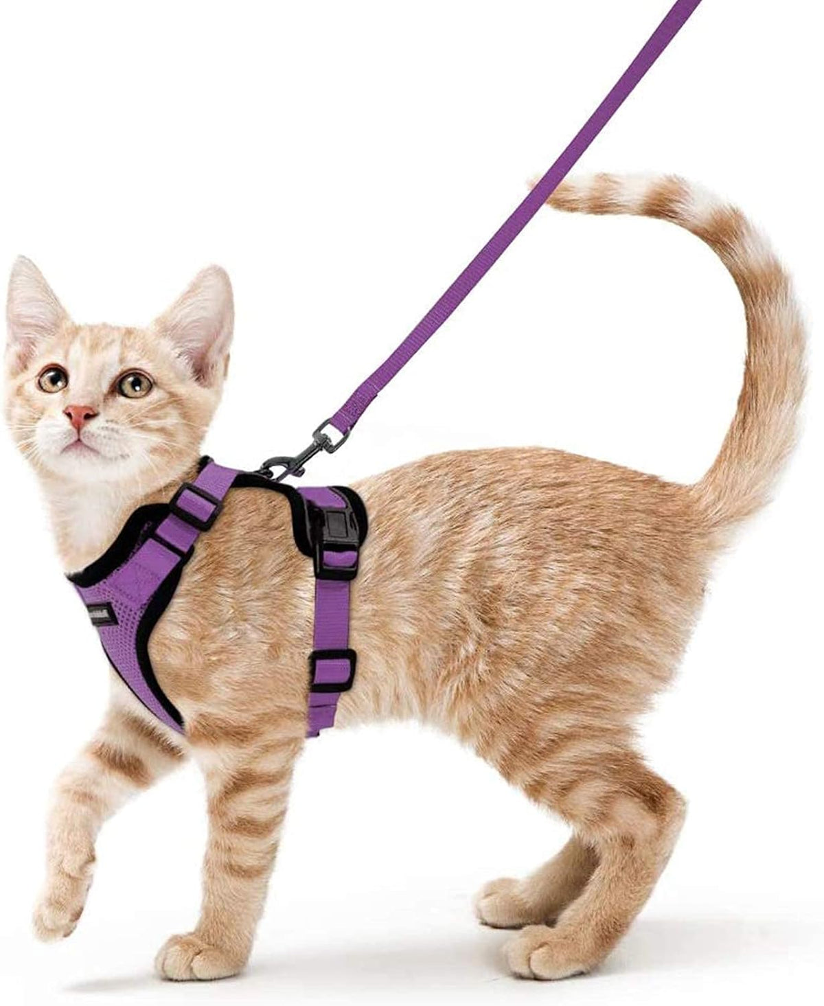 rabbitgoo Adjustable Cat Harness and Lead Set
