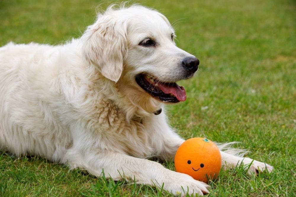 Petface Latex Apple Soft Chew Dog Toy, Large | PetNestUK