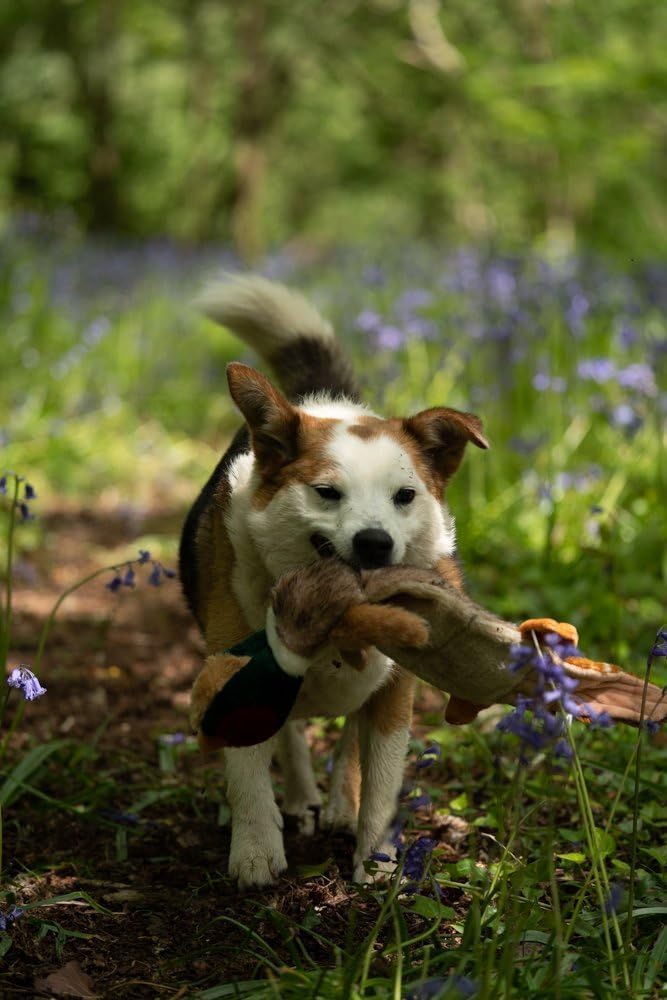 Petface Plush and Squeaky Dog Toys