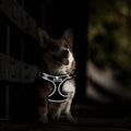 RAFIYU Mesh Dog Harness, Collar and Lead Set