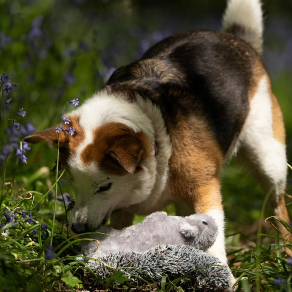 Petface Heston Hedgehog Plush Dog Toy (Pack of | PetNestUK