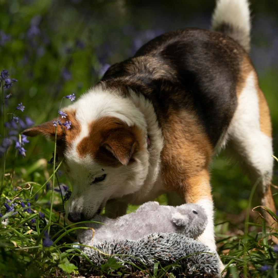 Petface Heston Hedgehog Plush Dog Toy (Pack of | PetNestUK