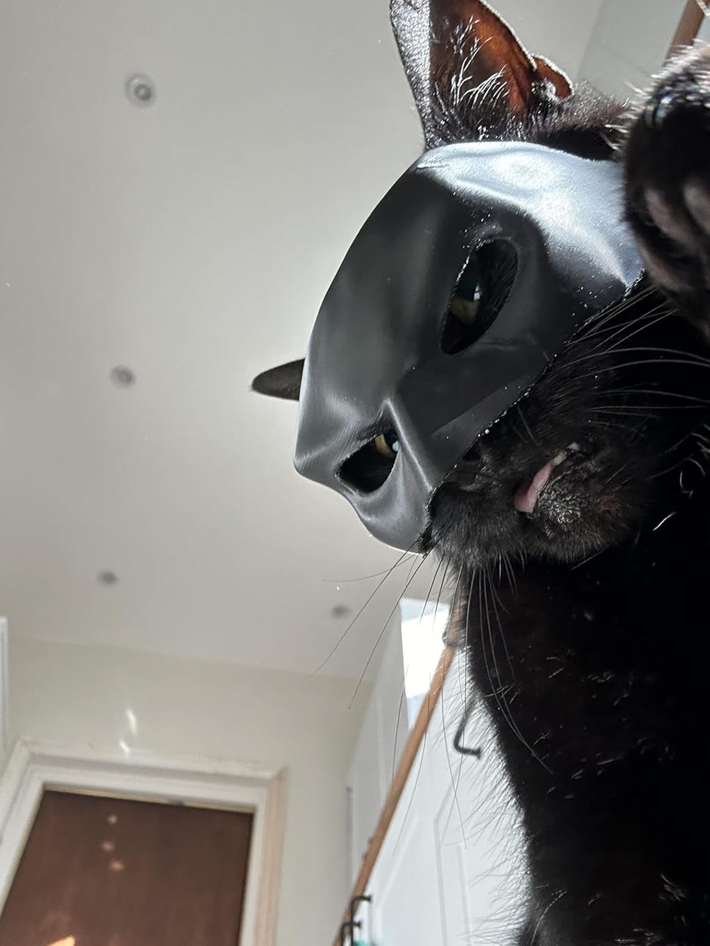 Cat Bat Mask for Adult Medium and Large Cats | PetNestUK