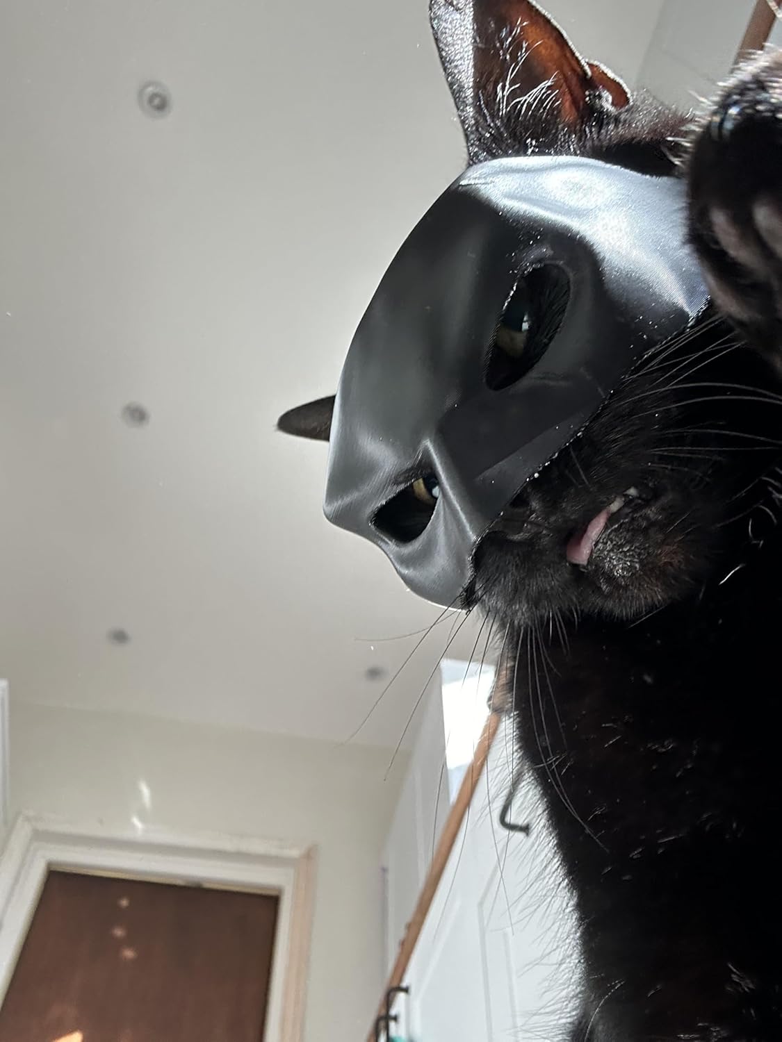 Cat Bat Mask for Adult Medium and Large Cats | PetNestUK