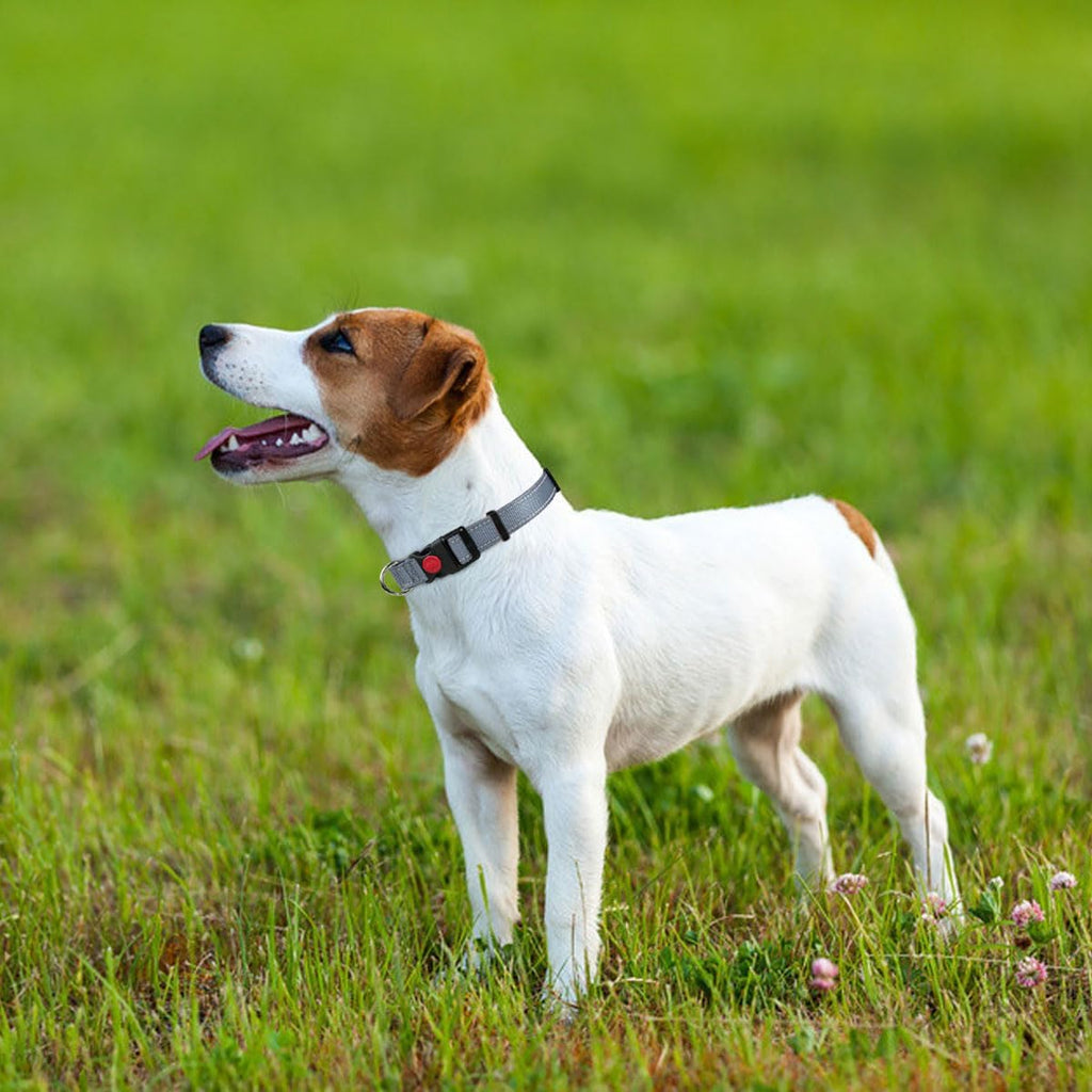 Taglory Reflective Nylon Dog Collar with Safety | PetNestUK