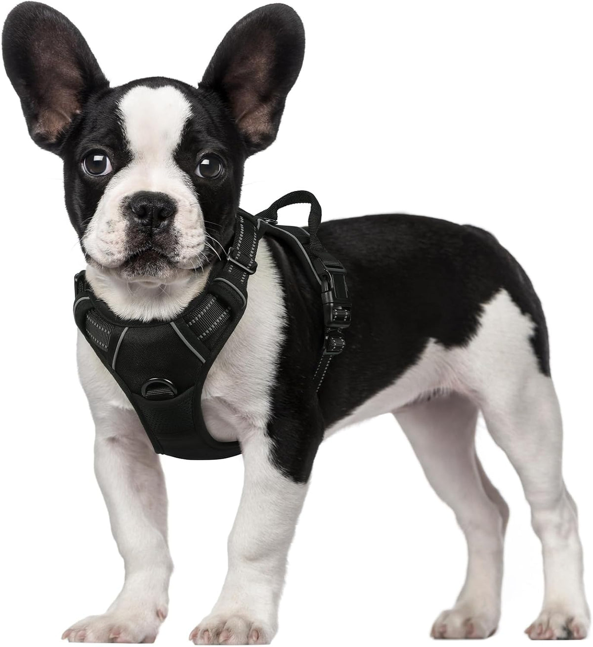 rabbitgoo Padded Dog Harness with Two Lead Clips