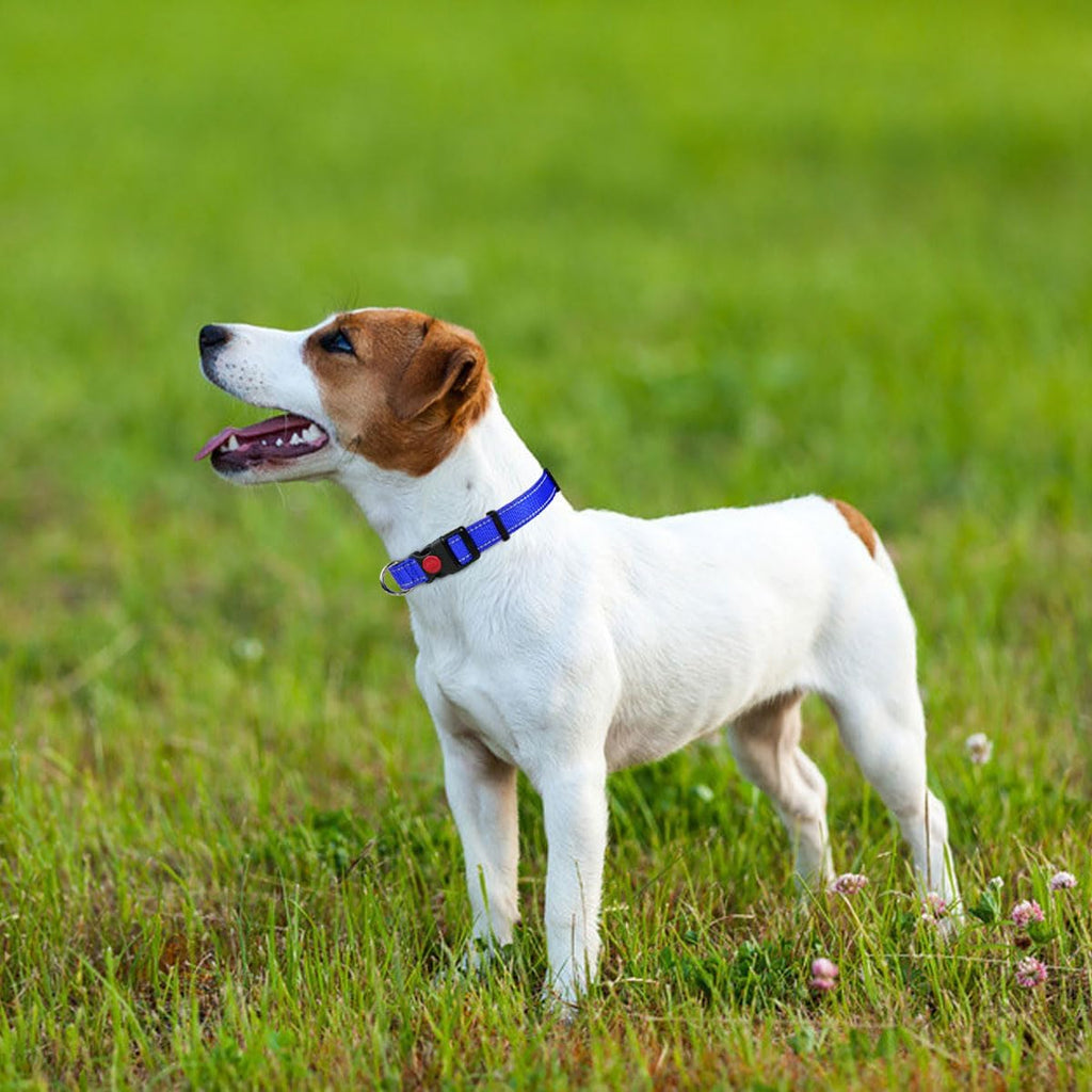Taglory Reflective Nylon Dog Collar with Safety | PetNestUK