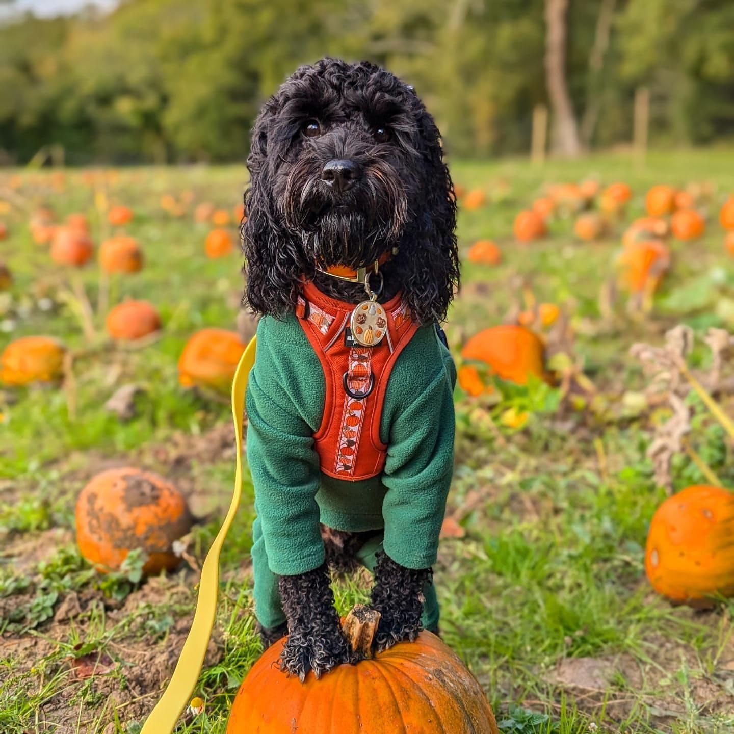 Warm Four-Legged Dog Fleece | PetNestUK