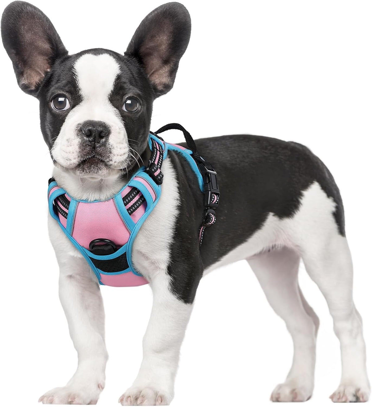 rabbitgoo Padded Dog Harness with Two Lead Clips