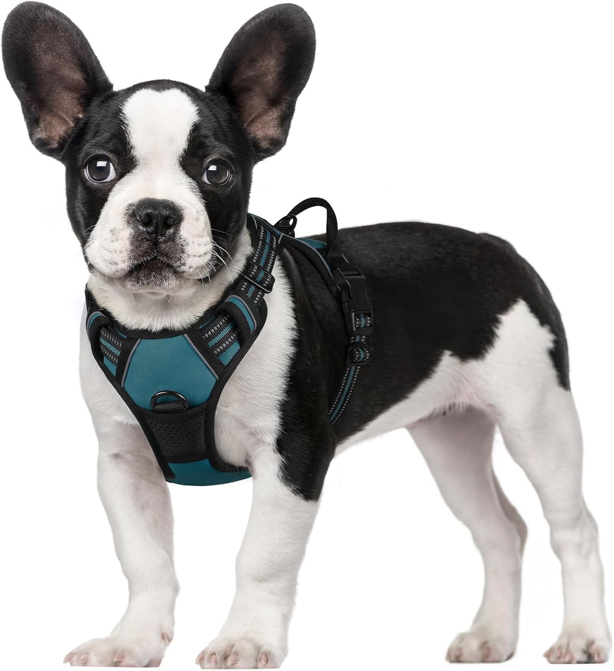 rabbitgoo Padded Dog Harness with Two Lead Clips