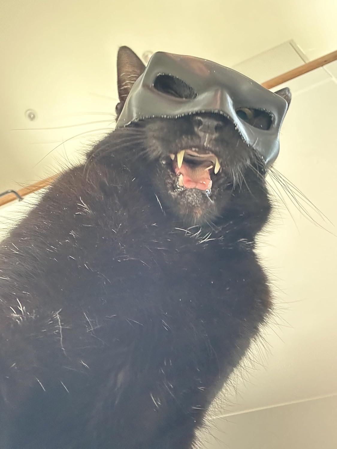 Cat Bat Mask for Adult Medium and Large Cats | PetNestUK