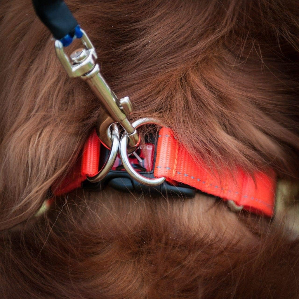 EZYDOG Double Up Dog Collar | PetNestUK