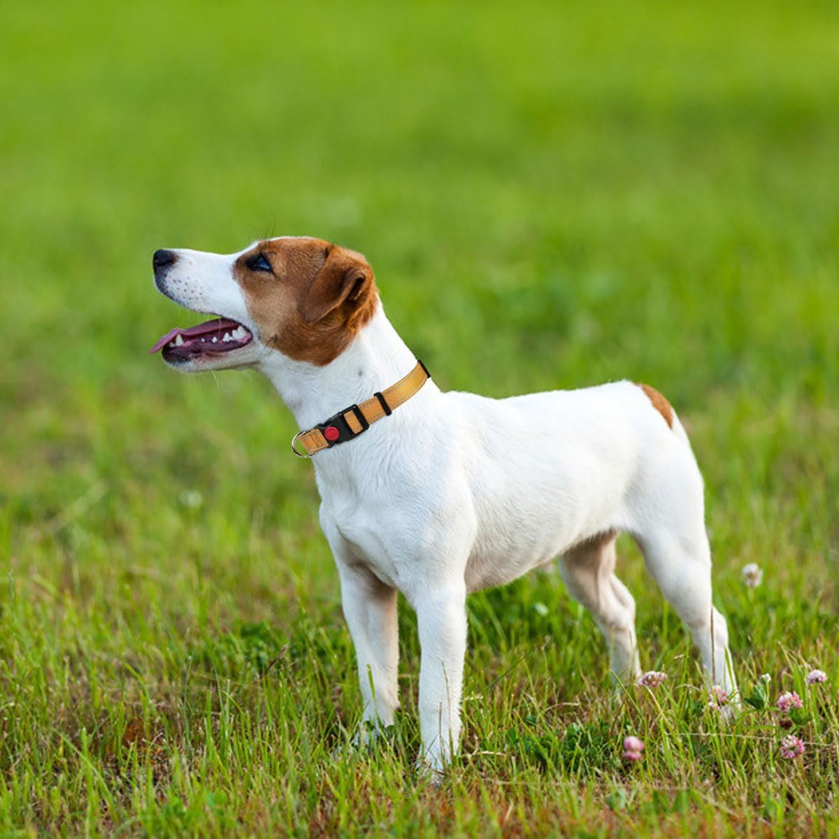 Taglory Reflective Nylon Dog Collar with Safety | PetNestUK