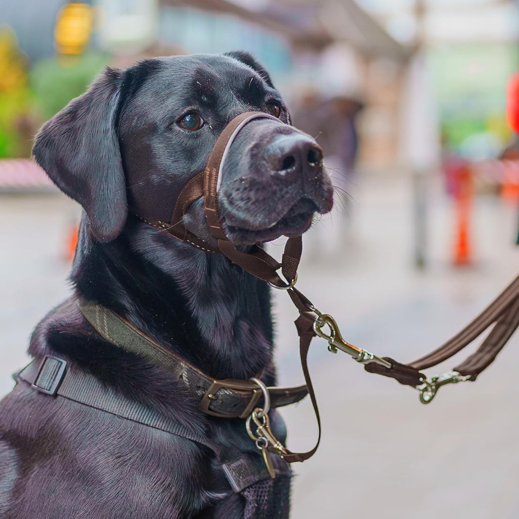 HALTI Headcollar, UK Bestselling Harness to Stop | PetNestUK