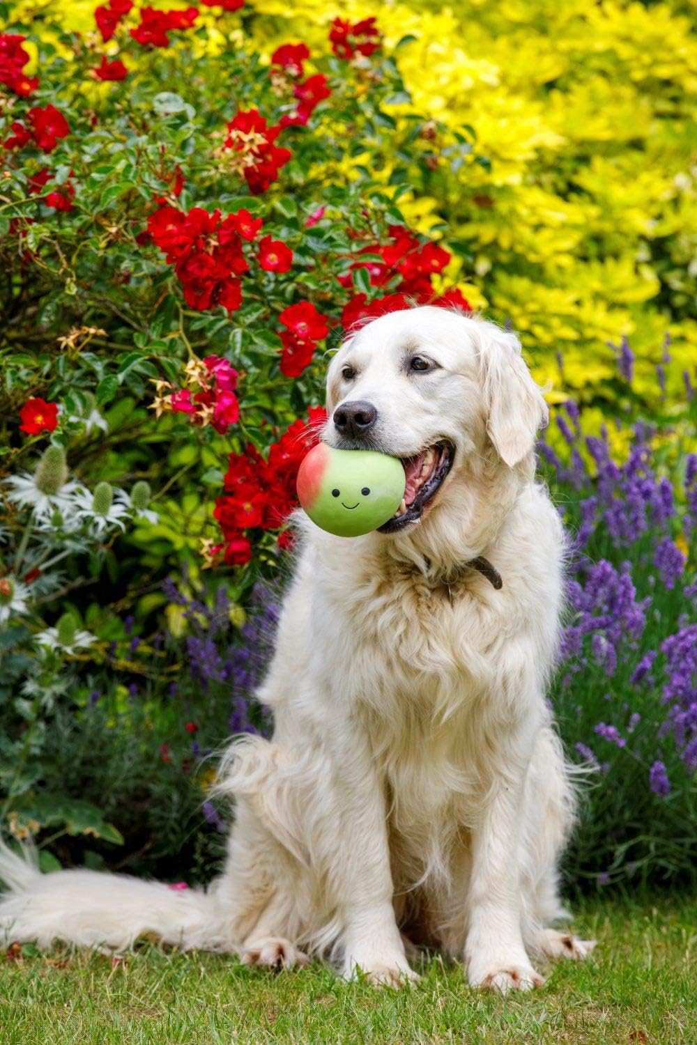 Petface Latex Apple Soft Chew Dog Toy, Large | PetNestUK