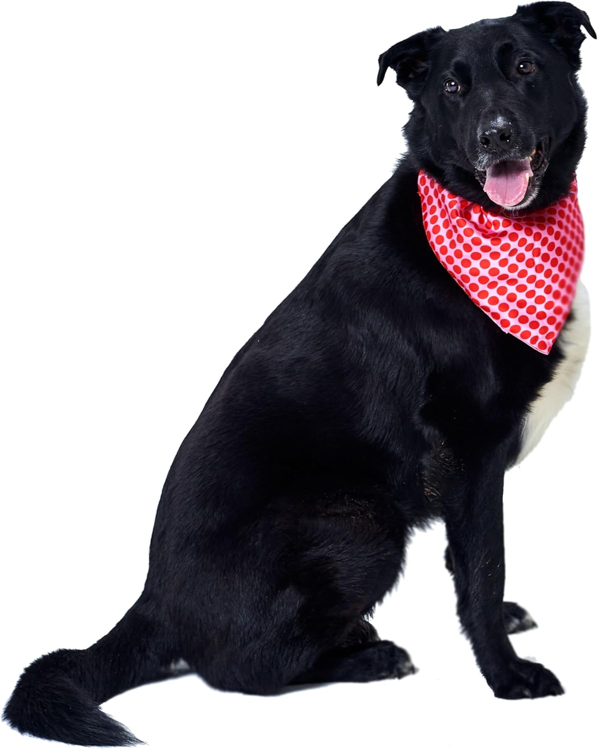 Red Nose Day 2025 Polka Dot Dog Bandana S/M | PetNestUK