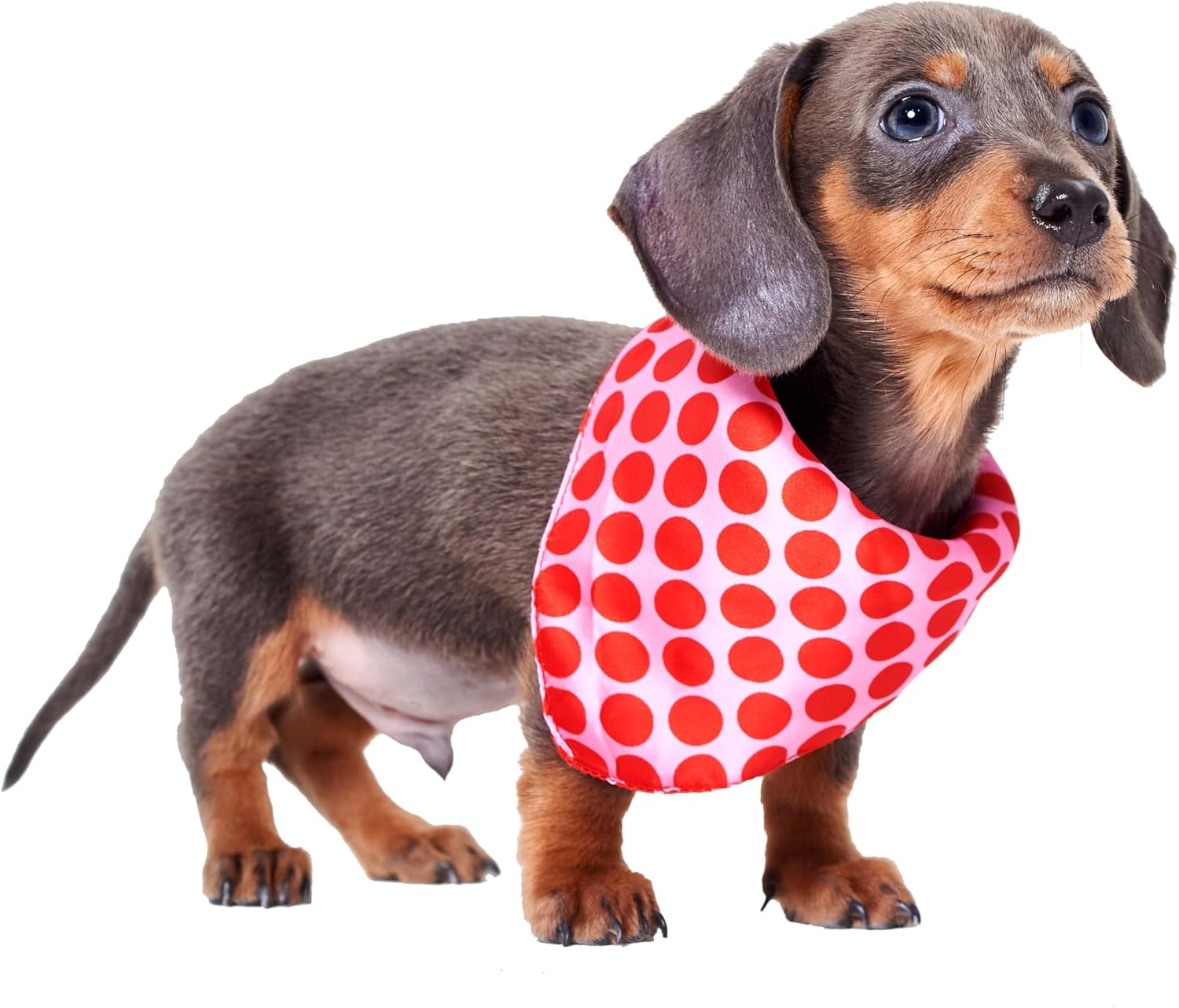 Red Nose Day 2025 Polka Dot Dog Bandana S/M | PetNestUK
