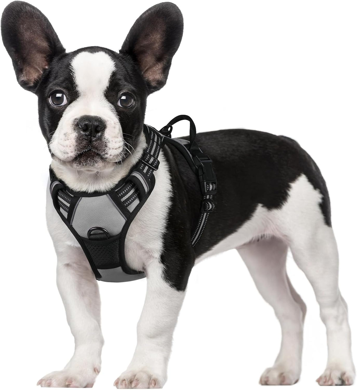 rabbitgoo Padded Dog Harness with Two Lead Clips