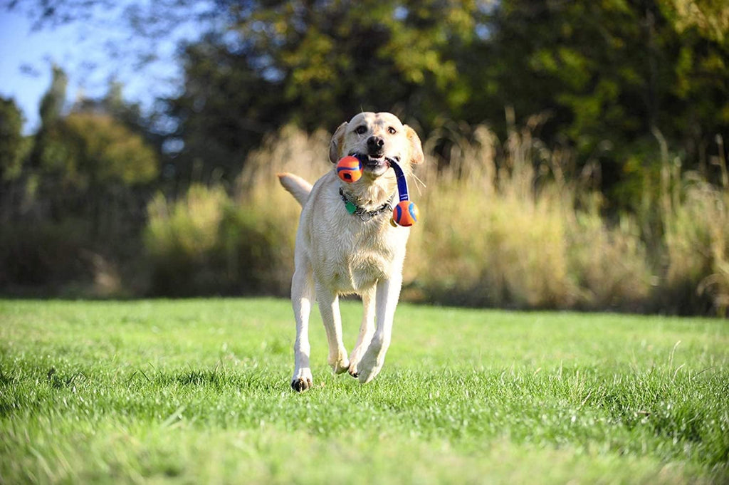 Chuckit! Ultra Tug Dog Toy With Rubber Ball Tug | PetNestUK
