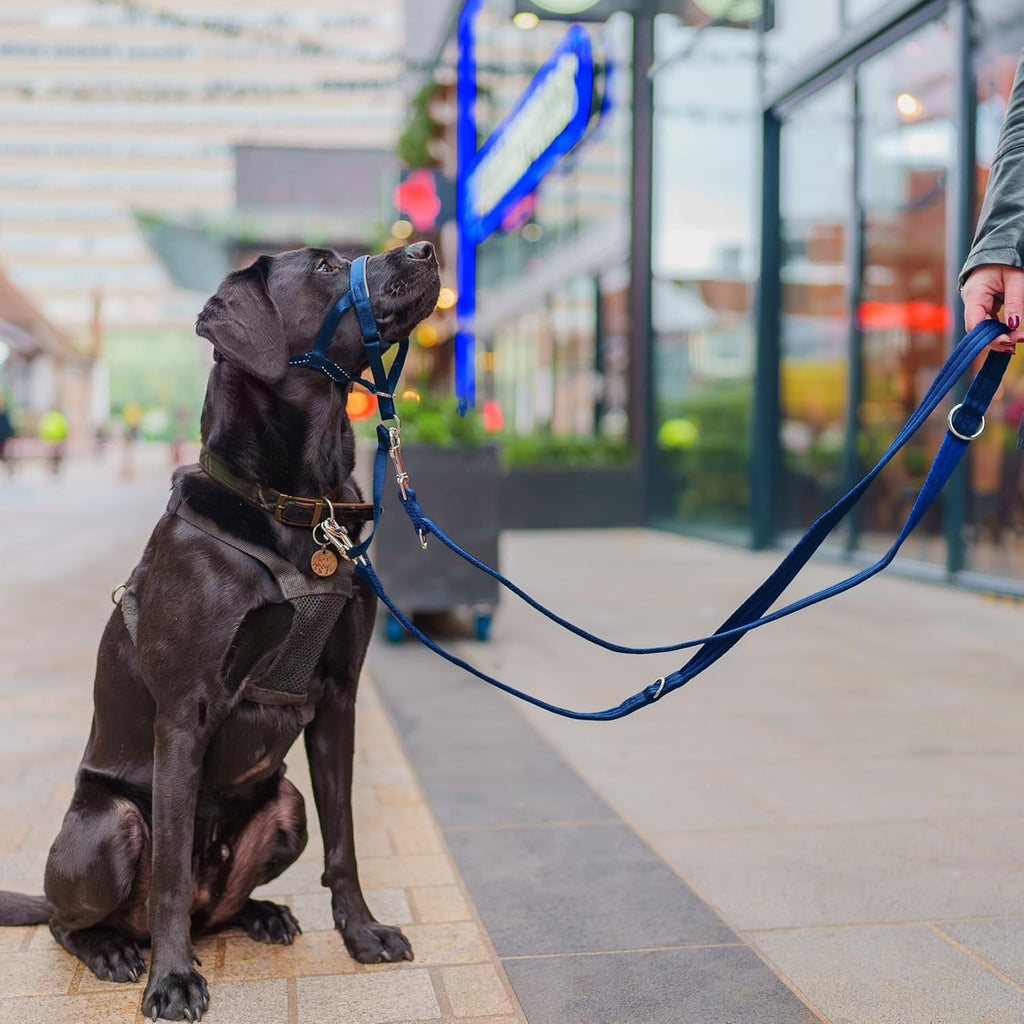 HALTI Training Lead | PetNestUK