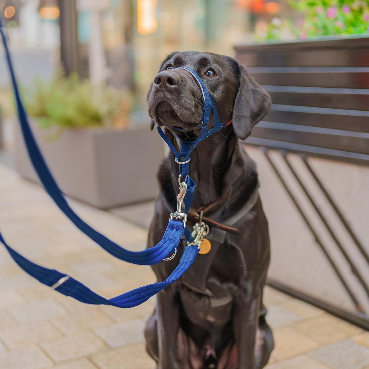 HALTI Adjustable Dog Headcollar