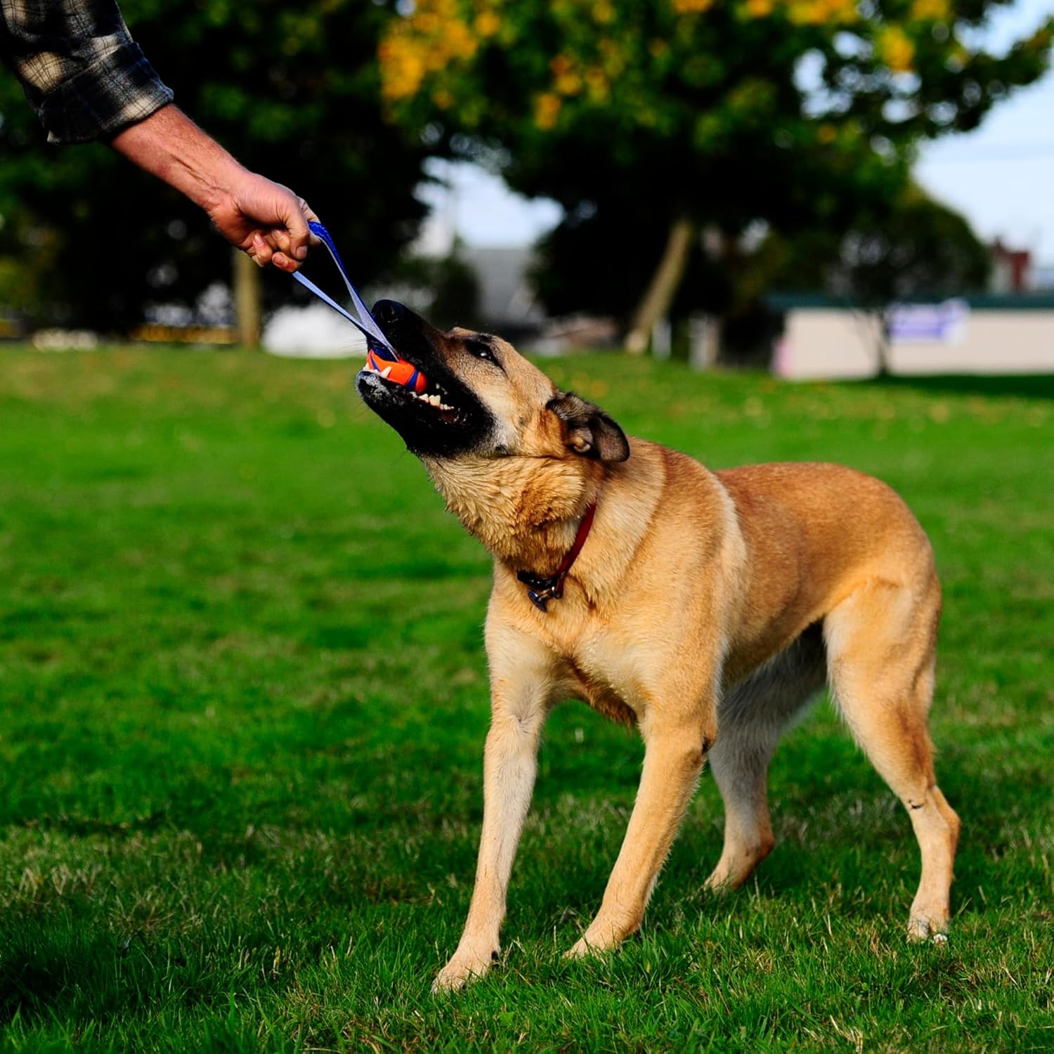 Chuckit! Ultra Tug Dog Toy With Rubber Ball Tug | PetNestUK