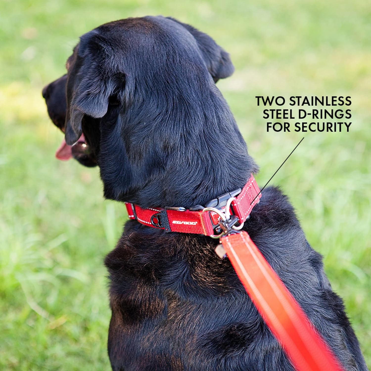 EZYDOG Double Up Dog Collar | PetNestUK
