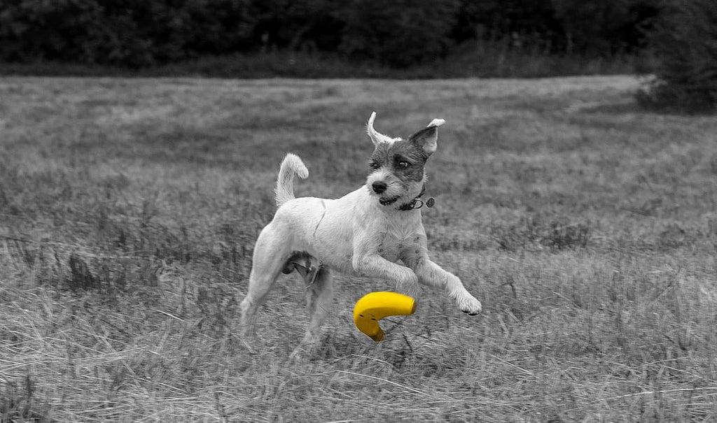 Petface Latex Apple Soft Chew Dog Toy, Large | PetNestUK