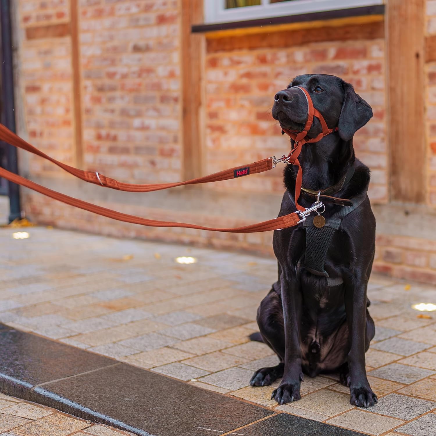 HALTI Training Lead | PetNestUK