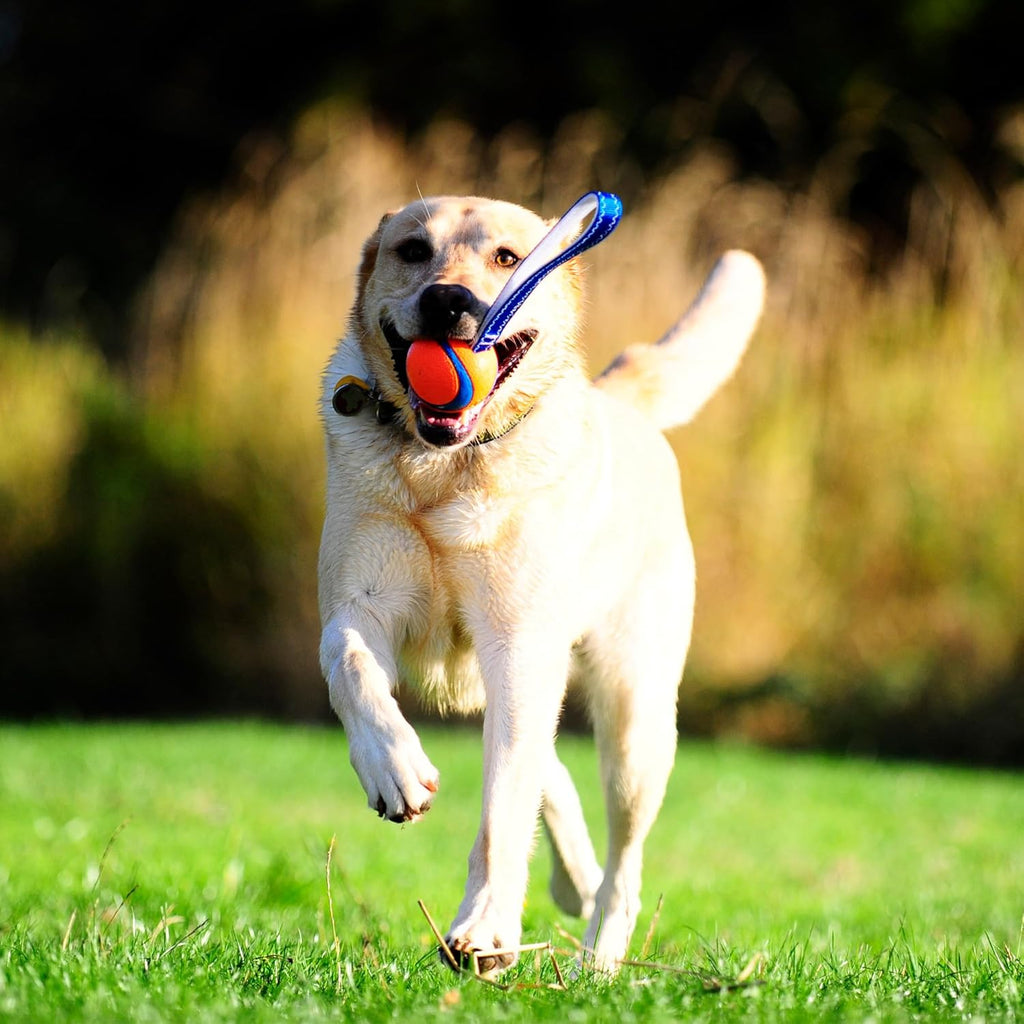 Chuckit! Ultra Tug Dog Toy With Rubber Ball Tug | PetNestUK