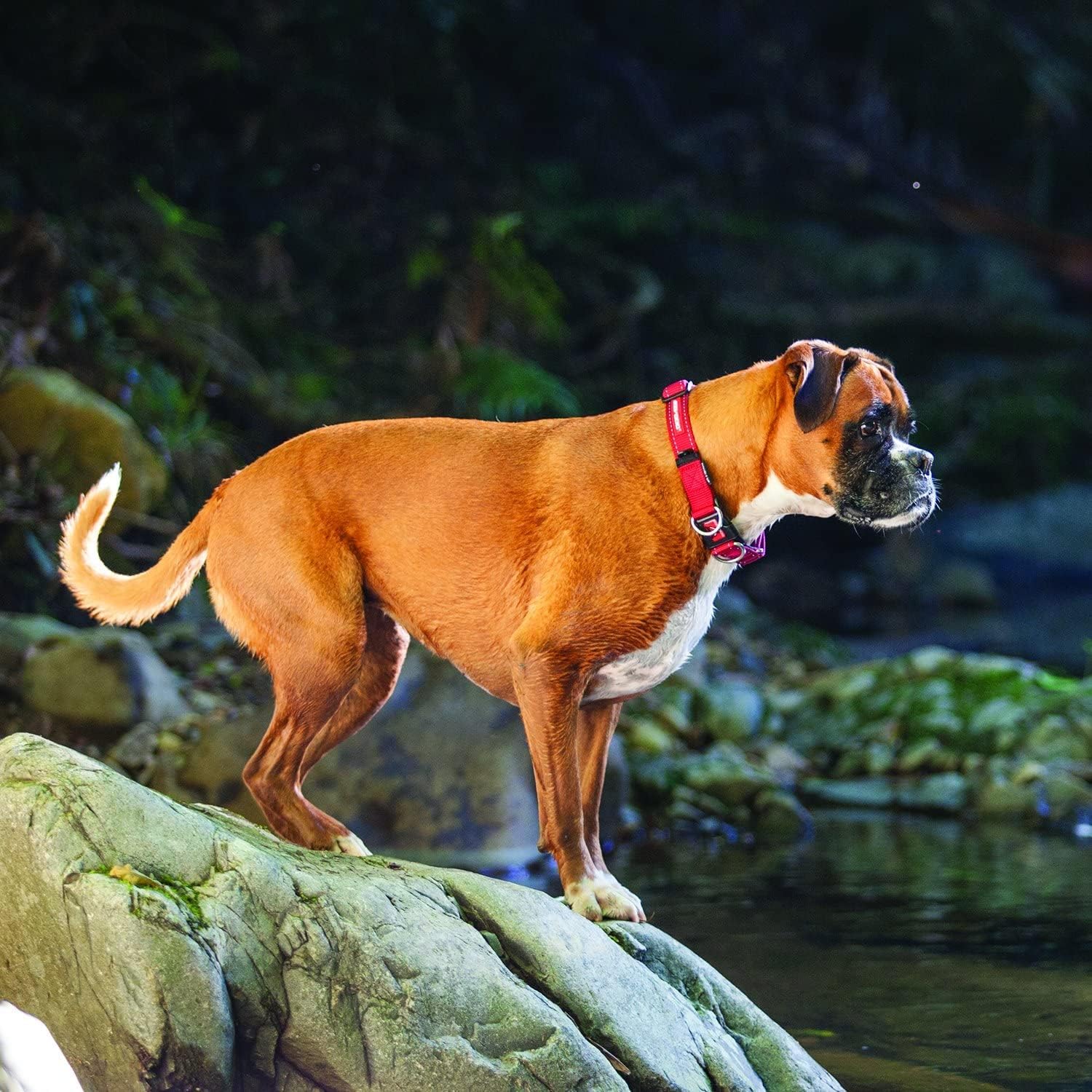 EZYDOG Double Up Dog Collar | PetNestUK