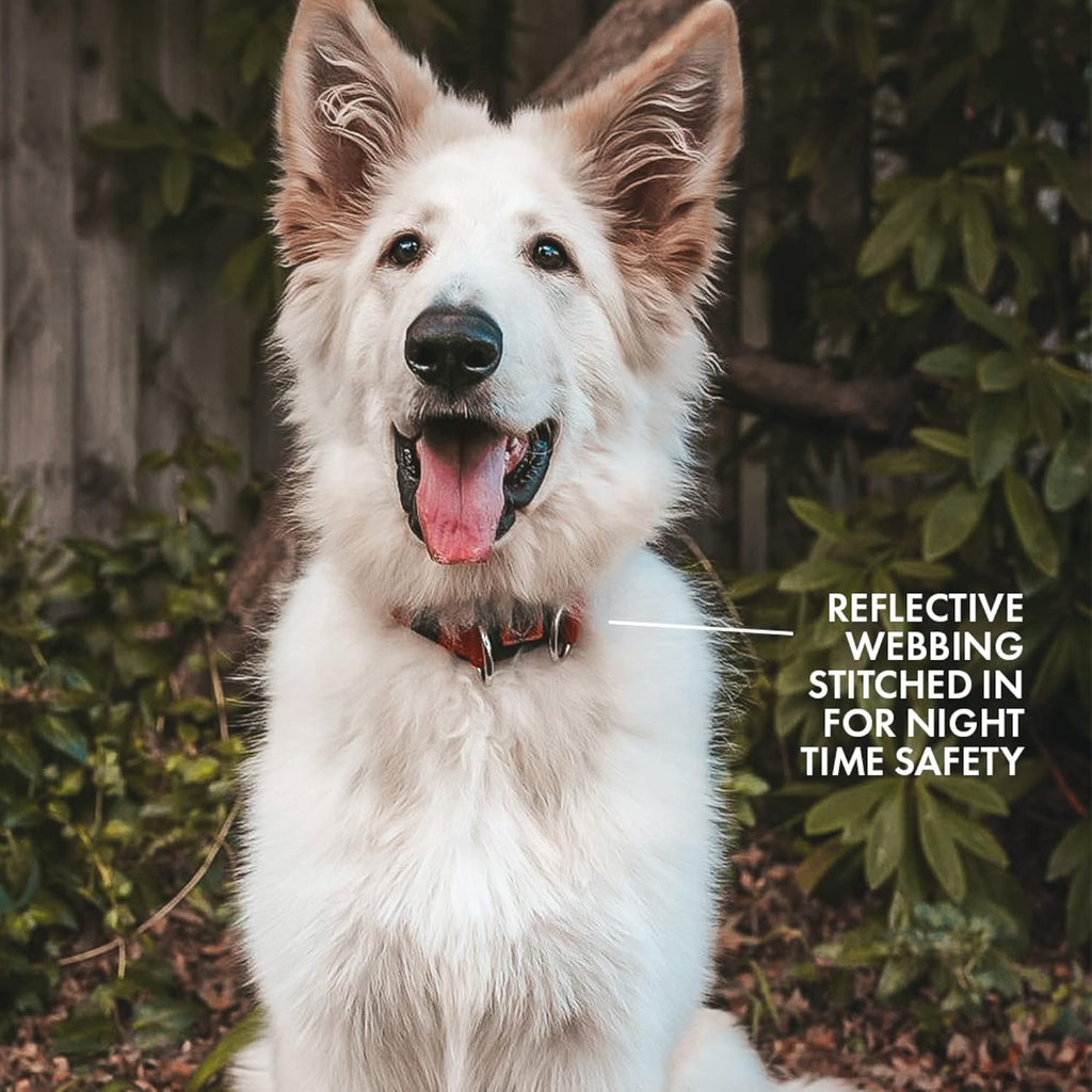 EzyDog Double Up Adjustable Dog Collar