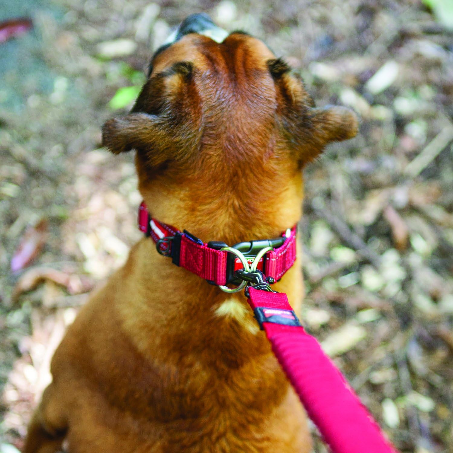 EZYDOG Double Up Dog Collar | PetNestUK