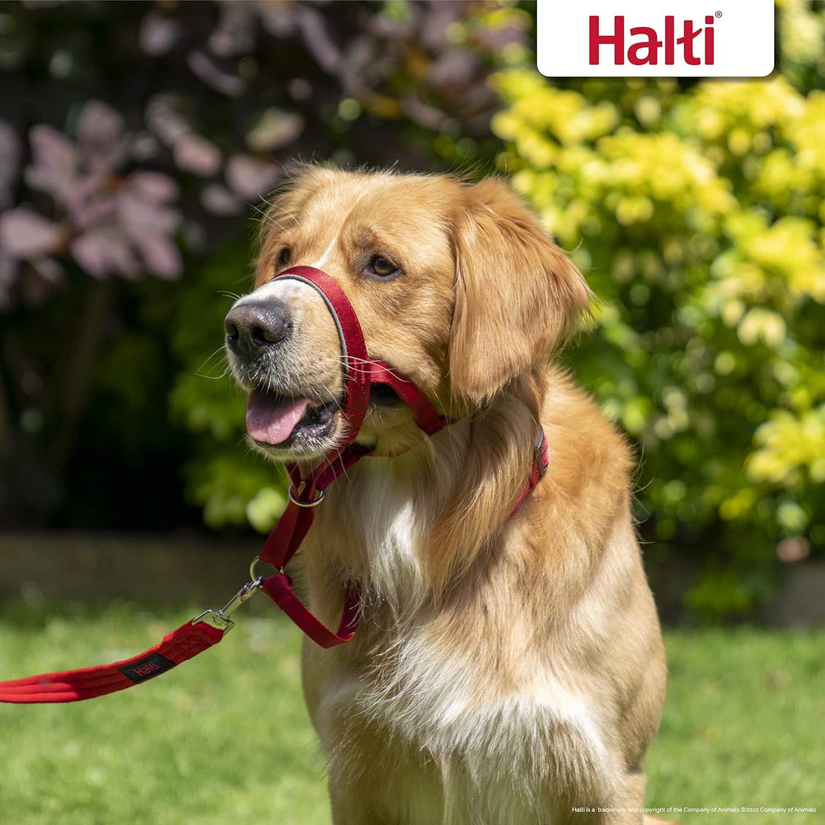 HALTI Adjustable Dog Headcollar