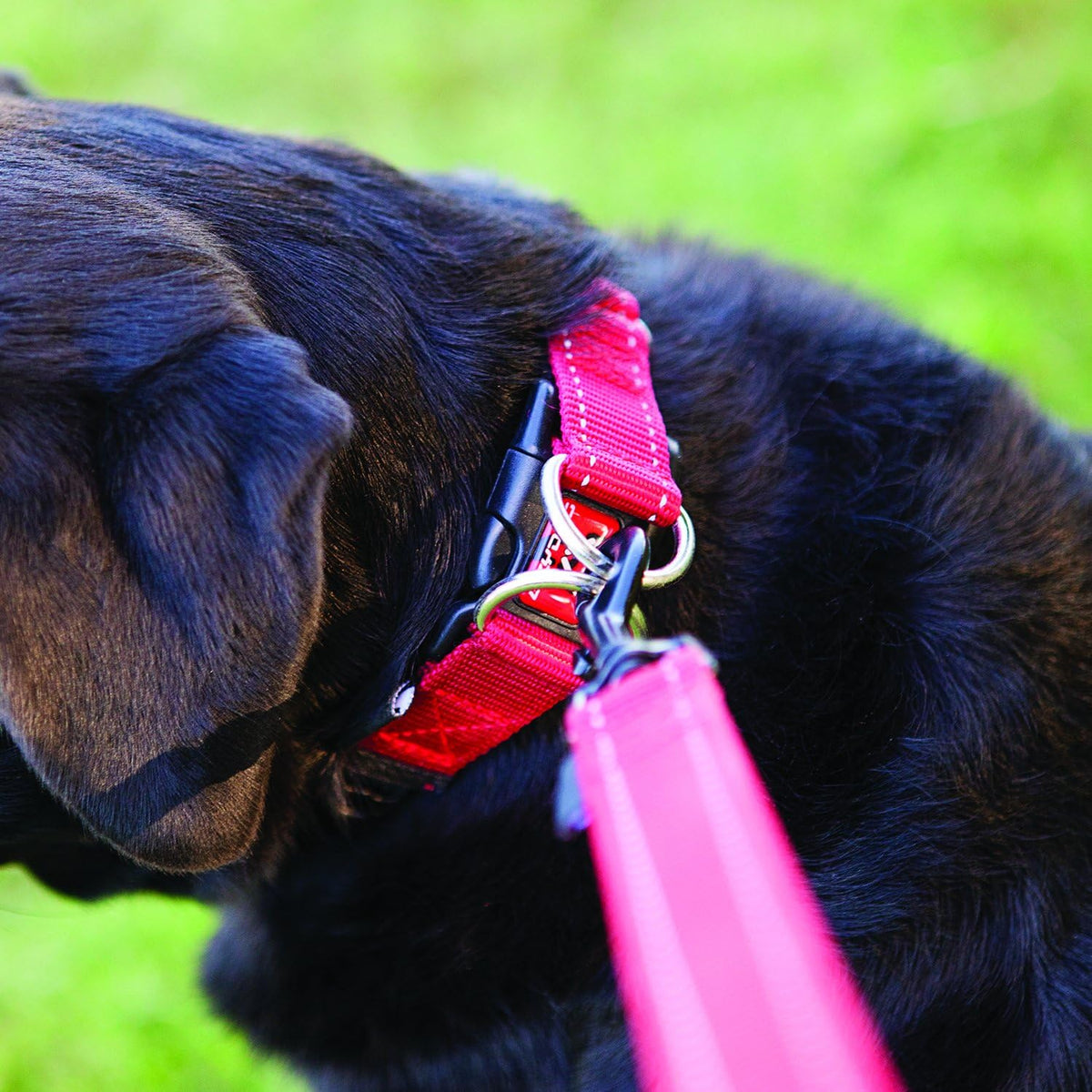 EzyDog Double Up Adjustable Dog Collar