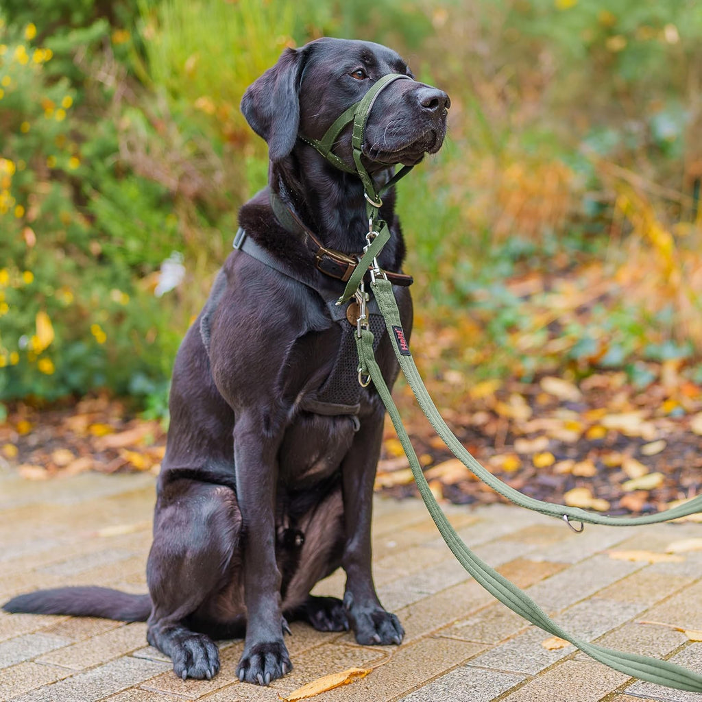 HALTI Training Lead | PetNestUK