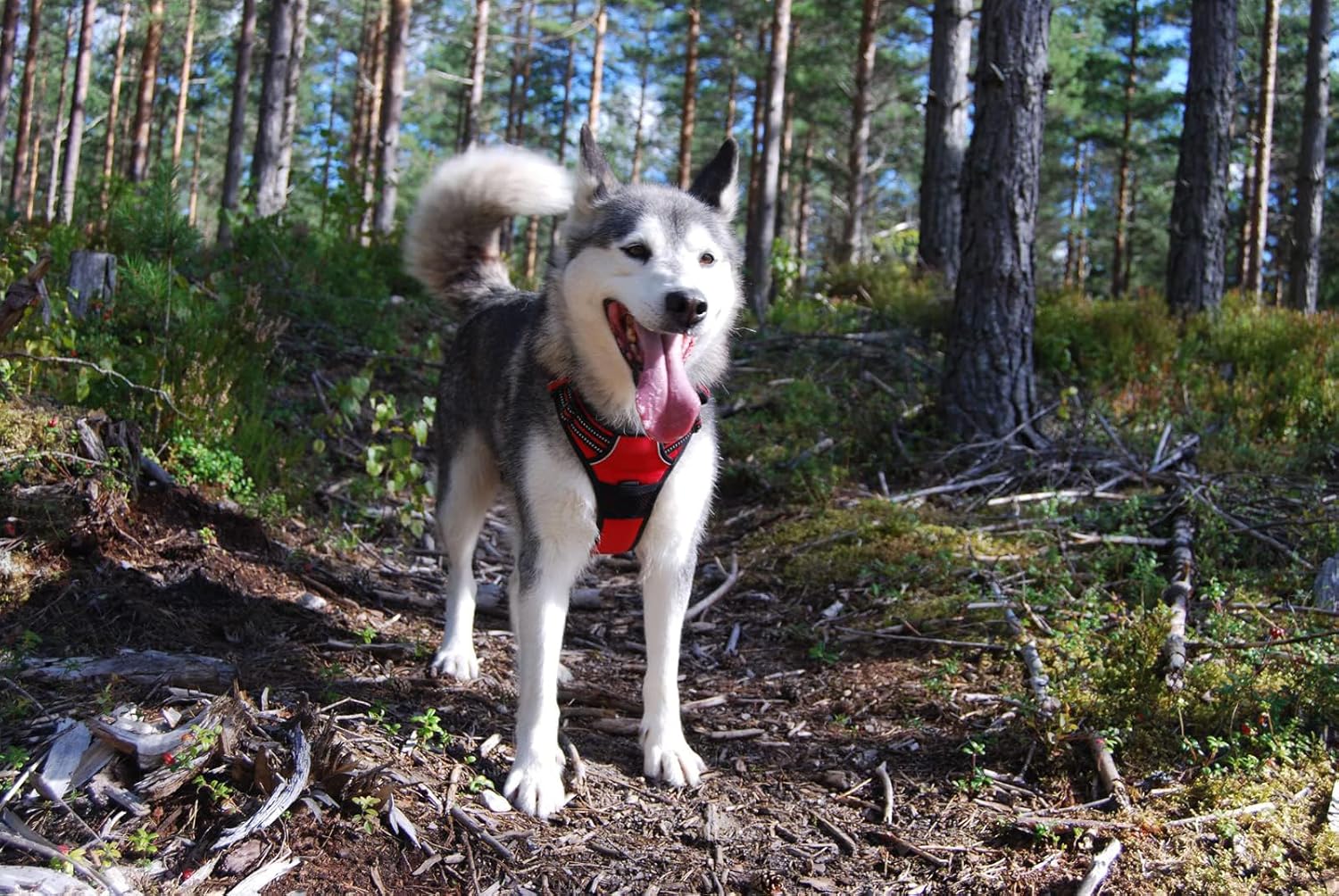 TrueLove Dog Harness TLH5651 No-pull Reflective | PetNestUK