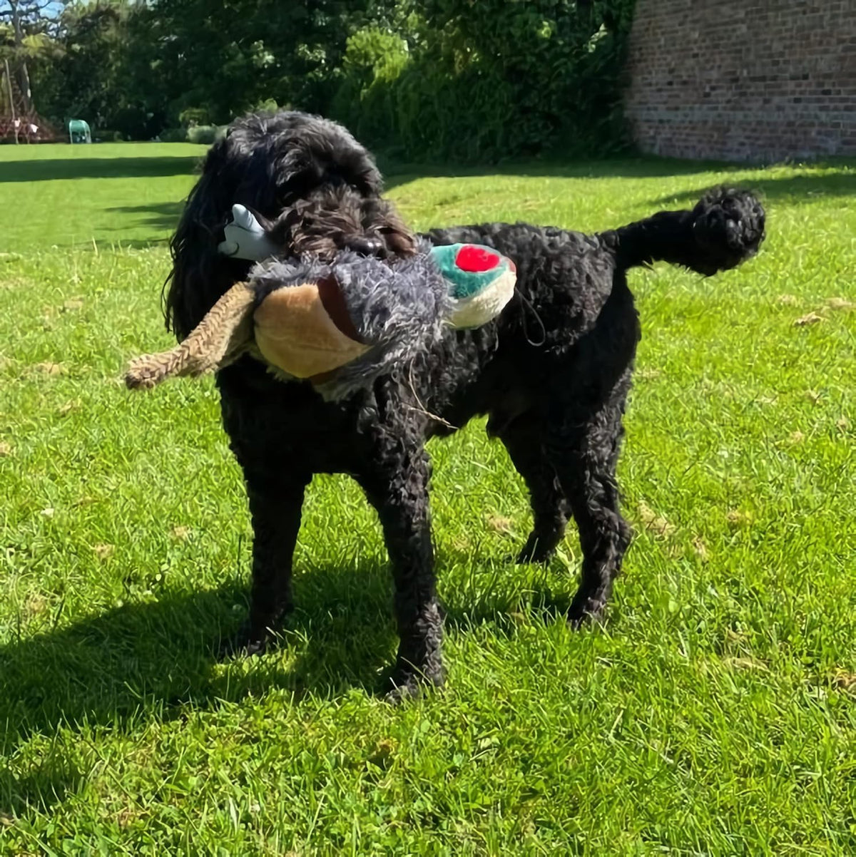 Petface Plush and Squeaky Dog Toys